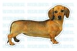 DACHSHUND - Dog Decal -sticker dogs car got window gift