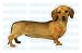   - DACHSHUND - Dog Decal -sticker dogs car got window gift