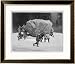 Meteorite Found by Peary in Greenland and Brought Back to the Museum of Natural History New York Collections Framed Art Poster Print, 33x27