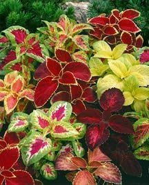 Rainbow Mix Coleus Seeds - Solenostemon scutellarioides - 0.01 Grams - Approx 35 Gardening Seeds - Flower Garden Seed by SeedSurvivior