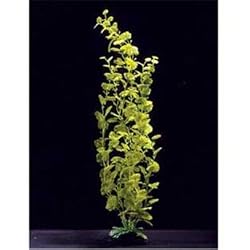 Cardamine Plastic Plant 24in