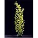 Cardamine Plastic Plant 24in