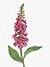 Close-Up of Foxglove Flower with Leaves (Digitalis Purpurea) Photographic Poster Print, 12x16