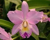 Angel Love 'Pinky' Cattleya Orchid Plant