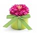 Bloembox Minis: Standard Lilliput Zinnia in Gift Box