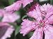 All Products : Close-Up of Droplets of Dew on Blossoming Pink Flowers in Nature Photographic Poster Print, 24x32