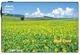 大切な貴重品をスリから守る！RedCard［レッドカード］/菜の花