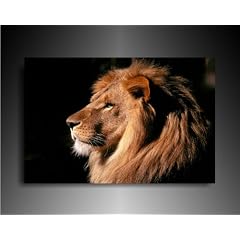 Leinwandbild "L�we" Bild 100x70cm k. Poster / Weitere Bilder - Wandbilder - Kunstdrucke - Foto auf Leinwand finden Sie bei Leinwandbilder org - Alle Bilder fertig gerahmt mit Keilrahmen. Tiere Bilder, Landschaften, Blumen, Pfanzen, Natur_Bilder