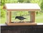 Bluebird Feeder