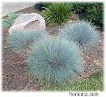 Blue Fescue Grass 8 Plants - Perennial - SALE*