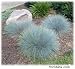 Blue Fescue Ornamental Grass - 50 Seeds, 400 mg
