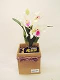 《第一花壇》 光触媒 カトレア