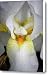 White Iris Study No 1 Canvas Print / Canvas Art - Artist Teresa Mucha