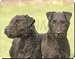 PATTERDALE TERRIER DOGS Mouse Mat
