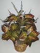 28" Double Potted Coleus Plant (brown/green)