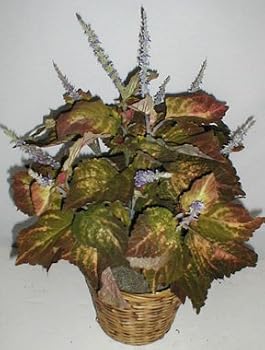 28" Double Potted Coleus Plant (brown/green)