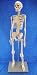 Half Size Human Skeleton Model