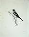 1909 The Whinchat Pratincola Rubetra Male Adult Bird