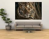 IMAGE OF A Captive Tiger Shows a Formidable Expression , 48x72