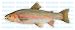 RAINBOW TROUT -Fish Decal- sticker truck fishing RAINBOW TROUT -Fish Decal- sticker truck fishing