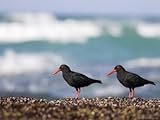 IMAGE OF African Black Oystercatchers, De Hoop Nature Reserve, Western Cape, South Africa Stretched Canvas Poster Print by Steve & Ann Toon, 18x24