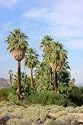 California Fan Palm 10 Seeds