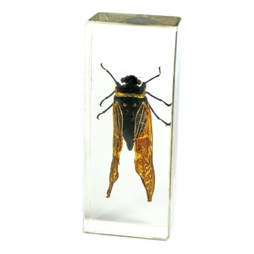 Cicada Paperweight (4.4x1.6x1.1")