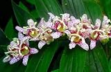 Miyazaki Toad Lily 10 Seeds -Tricyrtis- Shade Perennial