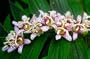Miyazaki Toad Lily 10 Seeds -Tricyrtis- Shade Perennial
