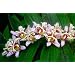 Miyazaki Toad Lily 10 Seeds -Tricyrtis- Shade Perennial
