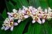Miyazaki Toad Lily 10 Seeds