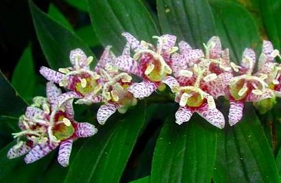 Miyazaki Toad Lily 10 Seeds -Tricyrtis- Shade Perennial Miyazaki Toad Lily 10 Seeds -Tricyrtis- Shade Perennial