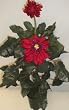 3' Large Dahlia Bush (red)