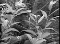 Marine Sniper & Marine Reconnaissance (RECON)