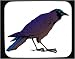 Decorated Mouse Pad with feet, crow, bird, blue, beak