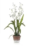 Dancing Lady Silk Flower Arrangement - White - B000MURE02