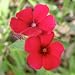 700 Seeds, Phlox "Red Drummond" (Phlox Drummondii) Seeds By Seed Needs