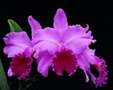 Lc Debra Calvet (Orchid with FRAGRANT lavender flowers and purple flares)