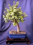Indoor Bonsai Tree - Dwarf Jade