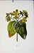 Tutsan Fine Art Wild Flower Print Editorial Included