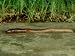 Earthworm, Lumbricus Terrestris Photographic Poster Print by London Scientific Films, 24x18