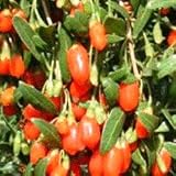 Goji-Beere - Lycium barbarum - Samen