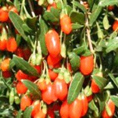 Goji-Beere - Lycium barbarum - Samen