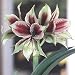 Outdoor Living : Papillio Butterfly Amaryllis - Easy to Grow
