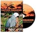 CAPTIVE FORAGING: DVD