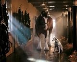 Stable Mates 1000 Piece Jigsaw Puzzle