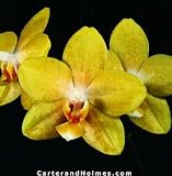 Phal. Orchidview Bellringer 