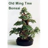 Ming Bonsai Tree Starter Plant - Polyscias - Indoor