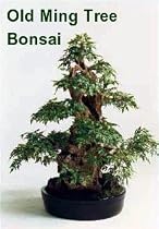 Ming Bonsai Tree Starter Plant - Polyscias - Indoor