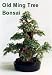 Ming Bonsai Tree Starter Plant - Polyscias - Indoor